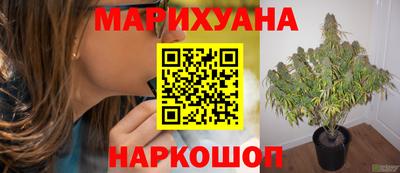 прущие крисы Можга
